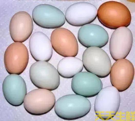 广州蔬菜配送告诉你常见鸡蛋有哪些品种?(图1) 广州蔬菜配送告诉你常见鸡蛋有哪些品种?(图1)