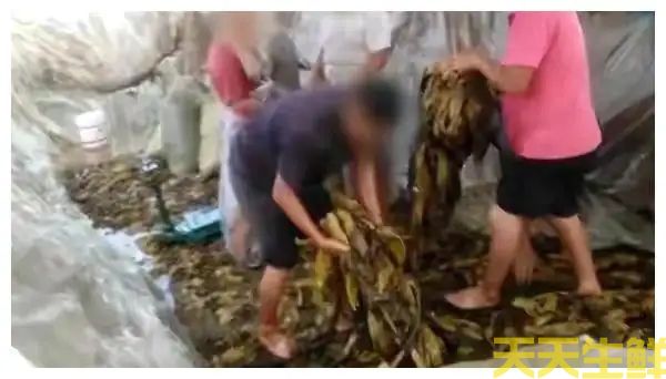 广州蔬菜配送公司分析,土坑酸菜到底坑害了谁?(图1) 广州蔬菜配送公司分析,土坑酸菜到底坑害了谁?(图1)