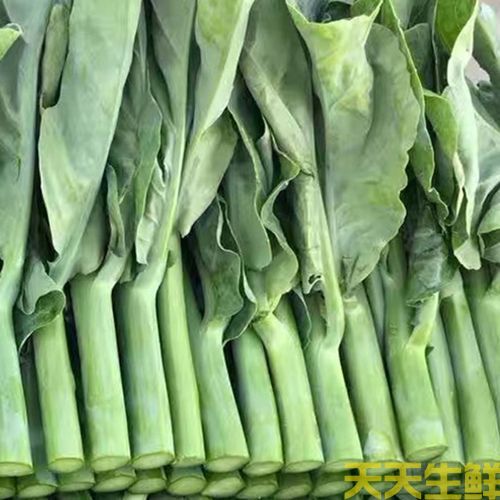 蔬菜配送—芥兰(图1) 蔬菜配送—芥兰(图1)