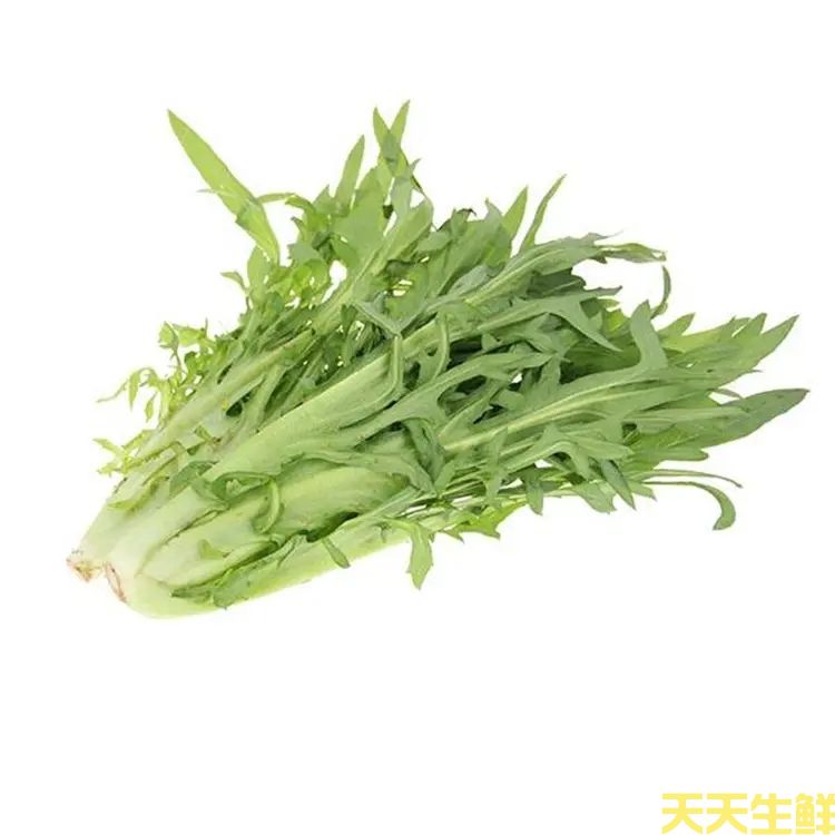 蔬菜配送—苦麦菜(图1) 蔬菜配送—苦麦菜(图1)