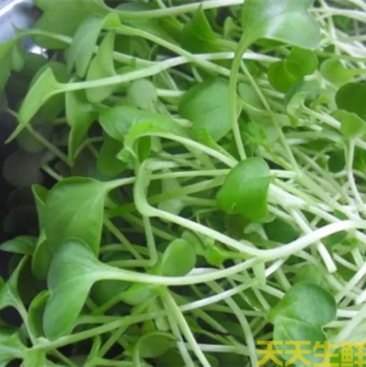 蔬菜配送—白菜苗(图1) 蔬菜配送—白菜苗(图1)