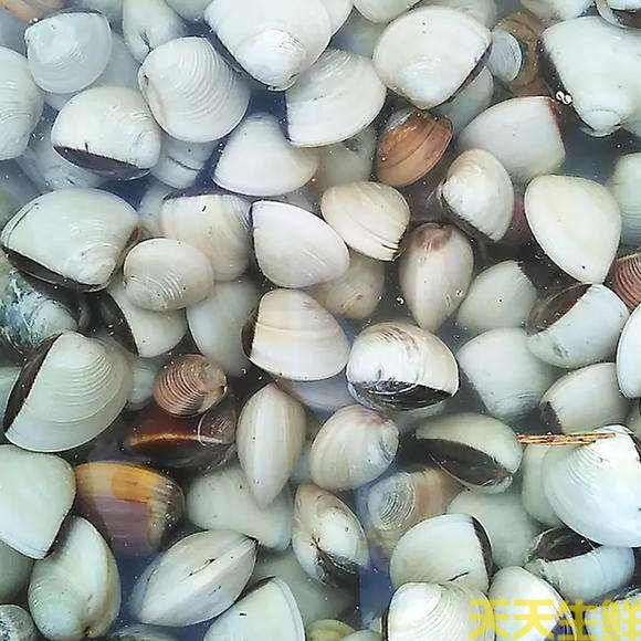 广州送菜公司分享:常见的海鲜贝类有哪些?(图3) 广州送菜公司分享:常见的海鲜贝类有哪些?(图3)