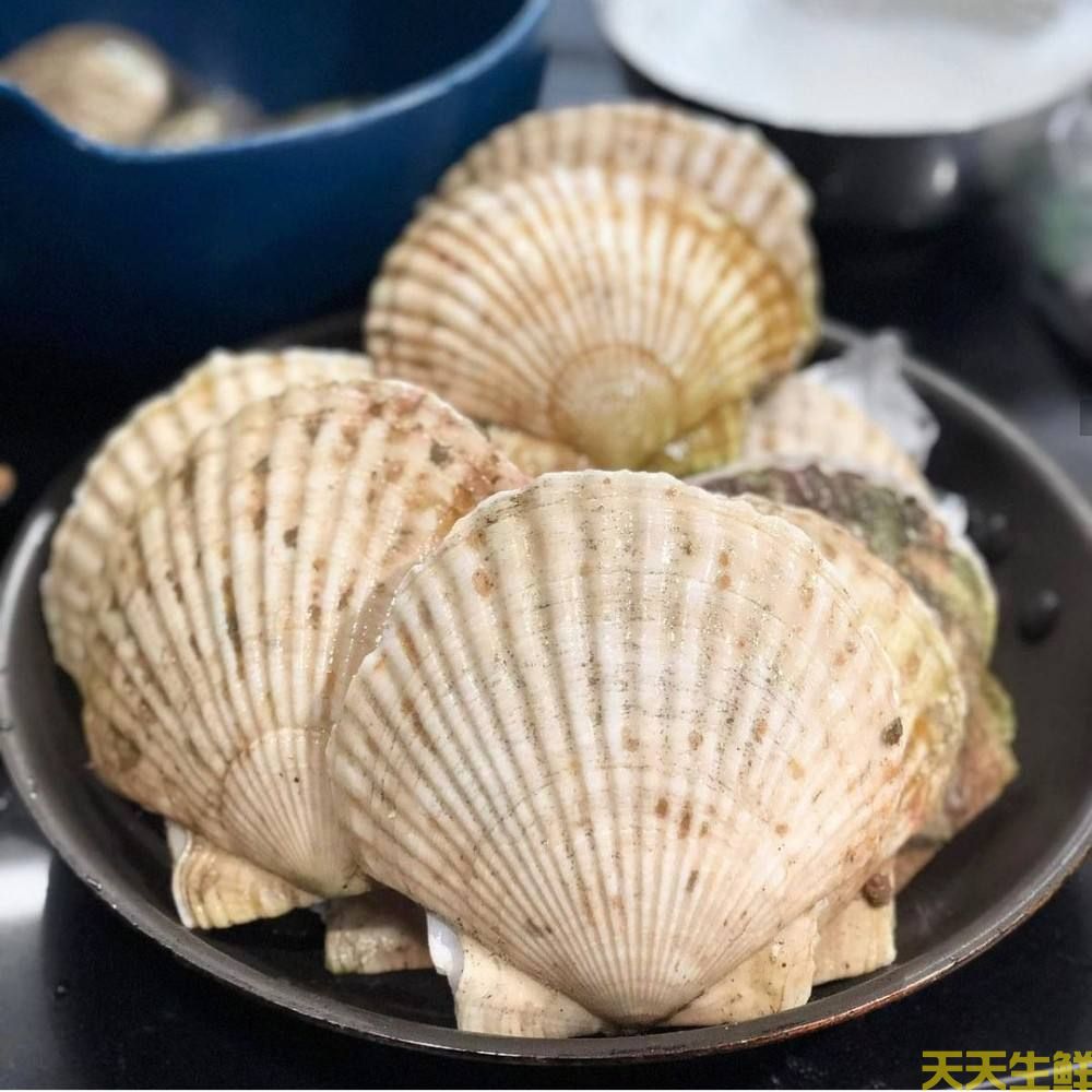 广州送菜公司分享:常见的海鲜贝类有哪些?(图5) 广州送菜公司分享:常见的海鲜贝类有哪些?(图5)