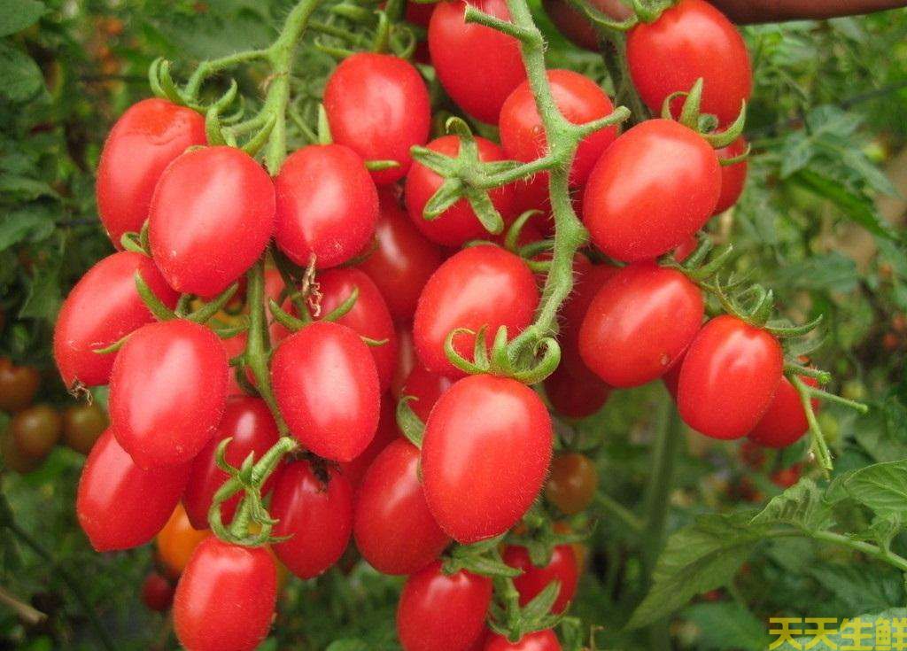 水果配送—圣女果(图1) 水果配送—圣女果(图1)