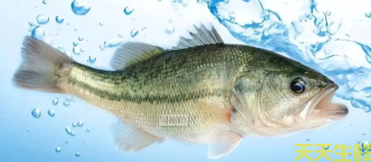 广州蔬菜配送公司分享:河鲈鱼和海鲈鱼的区别?(图2) 广州蔬菜配送公司分享:河鲈鱼和海鲈鱼的区别?(图2)