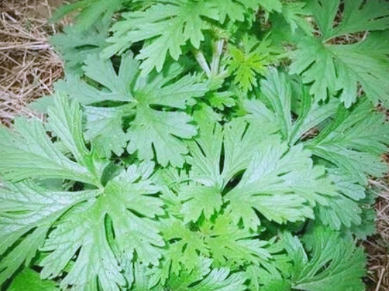 关于艾叶,你知道多少?(图1) 关于艾叶,你知道多少?(图1)